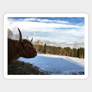 Scottish Highland Cattle Cow 1658 Sticker